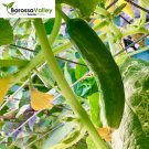 20 seeds CUCUMBER Beit Alpha (Lebanese)  Cucumber Seeds SPRING SUMMER Vegetable #LVGG