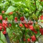 10 seeds Carolina Reaper Chilli - Pure Strain World's Hottest #LVGG