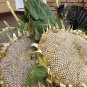 10 Seeds MAMMOTH SUNFLOWERS -> Organic ->Giant Flowers -> up to 3 meters Tall!!#LVGG