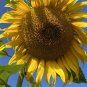 10 Seeds MAMMOTH SUNFLOWERS -> Organic ->Giant Flowers -> up to 3 meters Tall!!#LVGG
