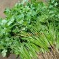 300+ Seeds CORIANDER  Dwarf, Edible, Evergreen, Fast Growing #LVGG