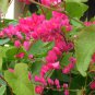 5 seeds CORAL VINE SEEDS ANTIGONON LEPTOPUS FLOWERING CLIMBER #LVGG