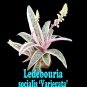 1 x Ledebouria socialis 'Variegata' succulent Rare #LVGG