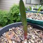 5 Fresh Seeds Haemanthus sanguineus x nortieri - Very Rare Bulb South Africa - #LVGG
