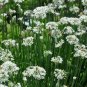 200 Seeds Garlic Chives HERB Vegetable Garden EASY to grow in pots CULINARY #LVGG