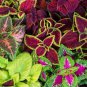 150+seeds COLEUS IMPROVED RAINBOW MIX Exotic Colours Shady Spot/IndoorsFREE POST #LVGG