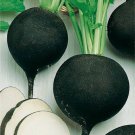50 seeds RADISH 'Black Spanish Round'  Organic Heirloom vegetable garden #LVGG
