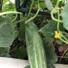 5 Seeds GIANT Cucumber Asian HEIRLOOM Spring Summer Vegetable Garden OZ Grown #LVGG