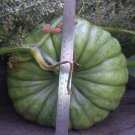 Pumpkin 10 seeds - Queensland Blue #LVGG