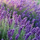LAVENDER True English Seeds Lavender vera Fragrant Garden Flowers 100 seeds #LVGG