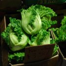 MUSTARD Gai Choi 100 Seeds HEIRLOOM vegetable garden WINTER HARDY FAST easy GROW