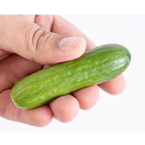 CUCUMBER Baby Snack Poco F1 5 seeds HYBRID vegetable garden SPRING