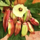 OKRA - Hill Country Red seeds