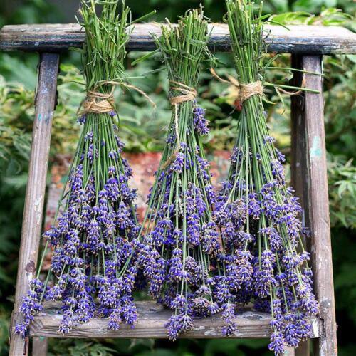 LAVENDER HIDCOTE BLUE Seeds Lavandula English AROMATHERAPY Cottage