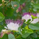 CAPER BUSH 8 Seeds EDIBLE FRUIT FLOWER medicinal herb BERRIES easy GROUND COVER