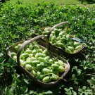 CUCUMBER WEST INDIAN GHERKIN 10+ Seeds HEIRLOOM vegetable garden SPRING SUMMER