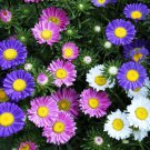 ASTER SINGLE RAINBOW MIXED 130 Seeds flower garden COTTAGE rockery cutflower