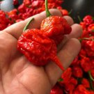 CHILLI - Carolina Reaper - Red seeds OPEN-POLLINATED vegetable garden SUMMER HOT