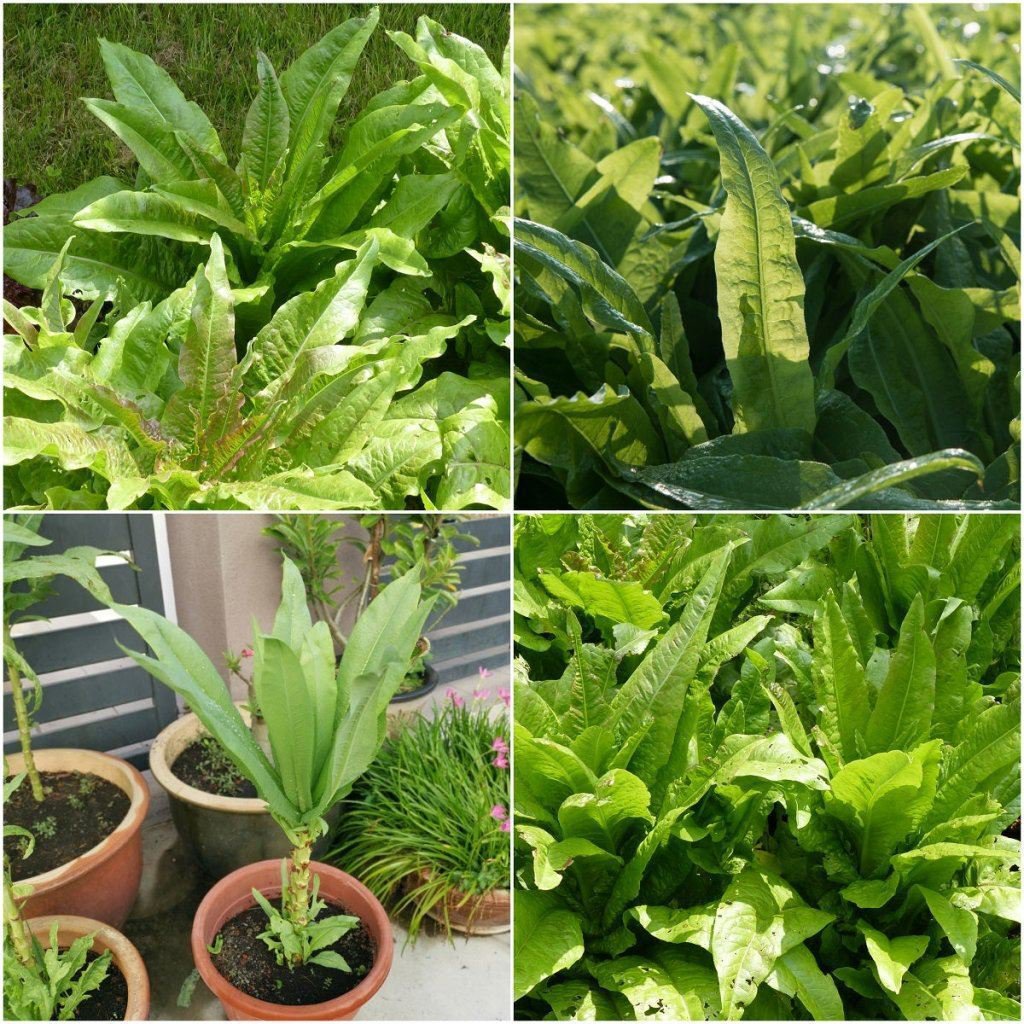 Lettuce - Chinese Leaf Pointed Taiwan Sword seeds