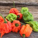 #LVGG  (Capsicum) Instructions Included Xx, Chilli (Carolina Reaper) 75+ Seeds