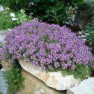 100 seeds THYMUS SERPILLUM COMBINED