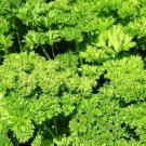 160 seeds Parsley- Triple Curled #LVGG