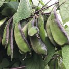 #LVGG  5 Seeds Purple Hyacinth Bean Very High Yielding Indian Bangladeshi Shim Seem OZ #LVGG