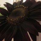 Black Sunflower 5 Seeds #LVGG