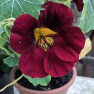 Tom Thumb Black Velvet naturtium 10 seeds #LVGG
