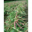 Heirloom vegetable seeds COWPEA Brown Crowder, 100 seeds, for soil improvement seeds #LVGG