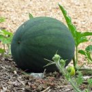 WATERMELON plant seeds 'Sugar Baby' contents of 15 ORGANIC seeds #LVGG