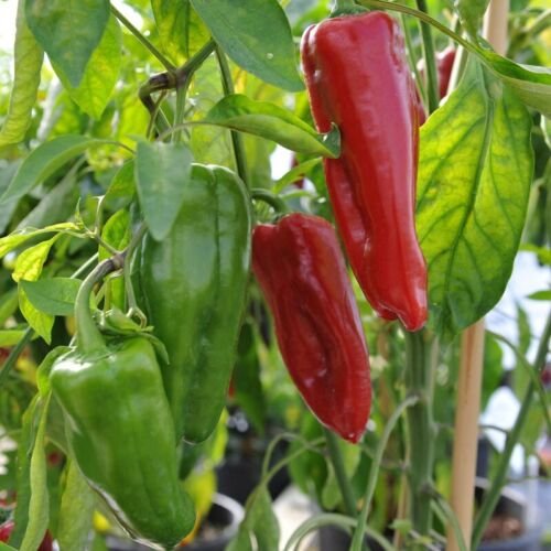 ready  Capsicum MARCONI RED filled with 30 Heirloom Seeds #LVGG