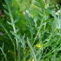 Heirloom Organic 200 Rocket Seeds #LVGG