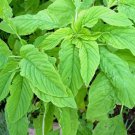 benih tanaman Amaranth Greens Leaves 400 seeds, Non-GMO #LVGG