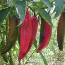 Chilli Beans - Anaheim, contains 30 seeds #LVGG
