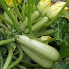 ABU LEBANESE ZUCCHINI 10 HERITAGE SEEDS #LVGG