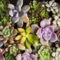 35+ BABY SUCCULENT LEAVES - SUCCULENT LEAVES echeveria, crassula, kalanchoe #LVGG