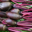 50 heirloom BEETROOT 'Cylinder' seeds #LVGG