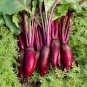 50 heirloom BEETROOT 'Cylinder' seeds #LVGG