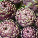 Globe ARTICHOKE 'VIOLETTO'' Heirloom 10th seed Organic #LVGG