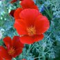single California Poppy Eschscholzia seeds containing 200 seeds #LVGG