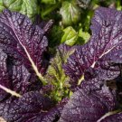 PURPLE OSAKA mustard vegetable seeds 100 SEEDS #LVGG