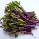 100 seeds of Hon Tsai Tai 'Purple Flowered Choy' #LVGG