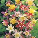 Giant Flower Garden 50 Seeds AQUILEGIA Mckana #LVGG