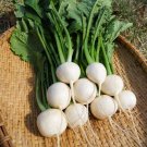 100 ORGANIC TURNIP vegetable garden seeds 'Tokyo Market Japan' #LVGG