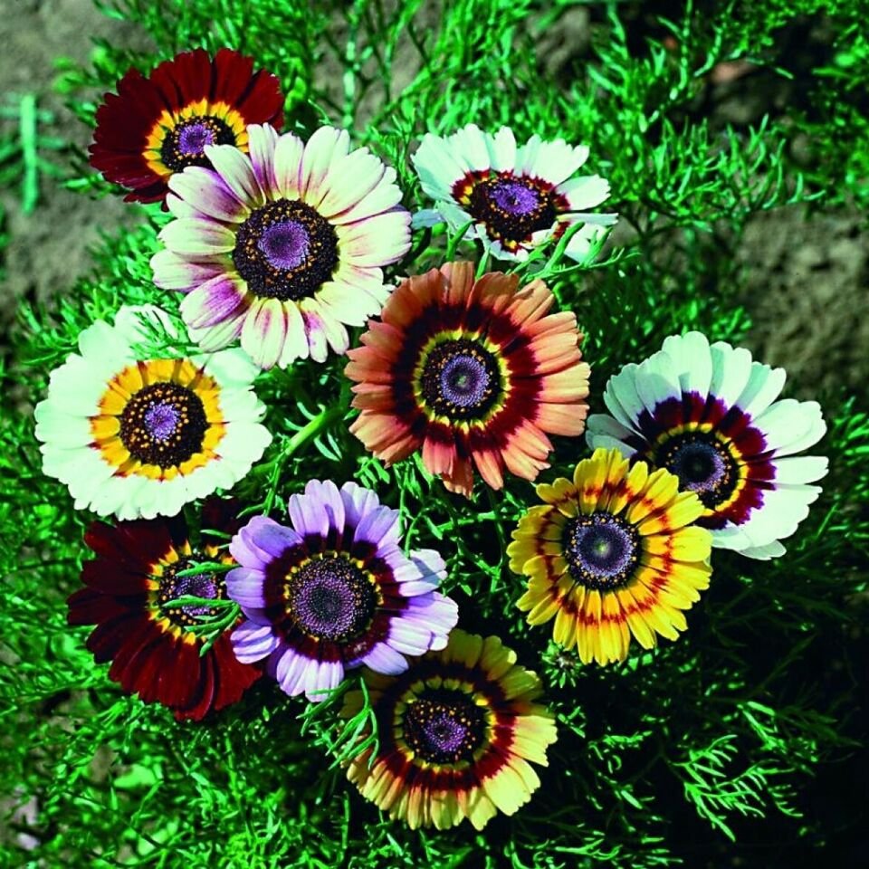 Chrysanthemum Rainbow Single Mixed	50 seeds #LVGG