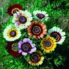 Chrysanthemum Rainbow Single Mixed	50 seeds #LVGG