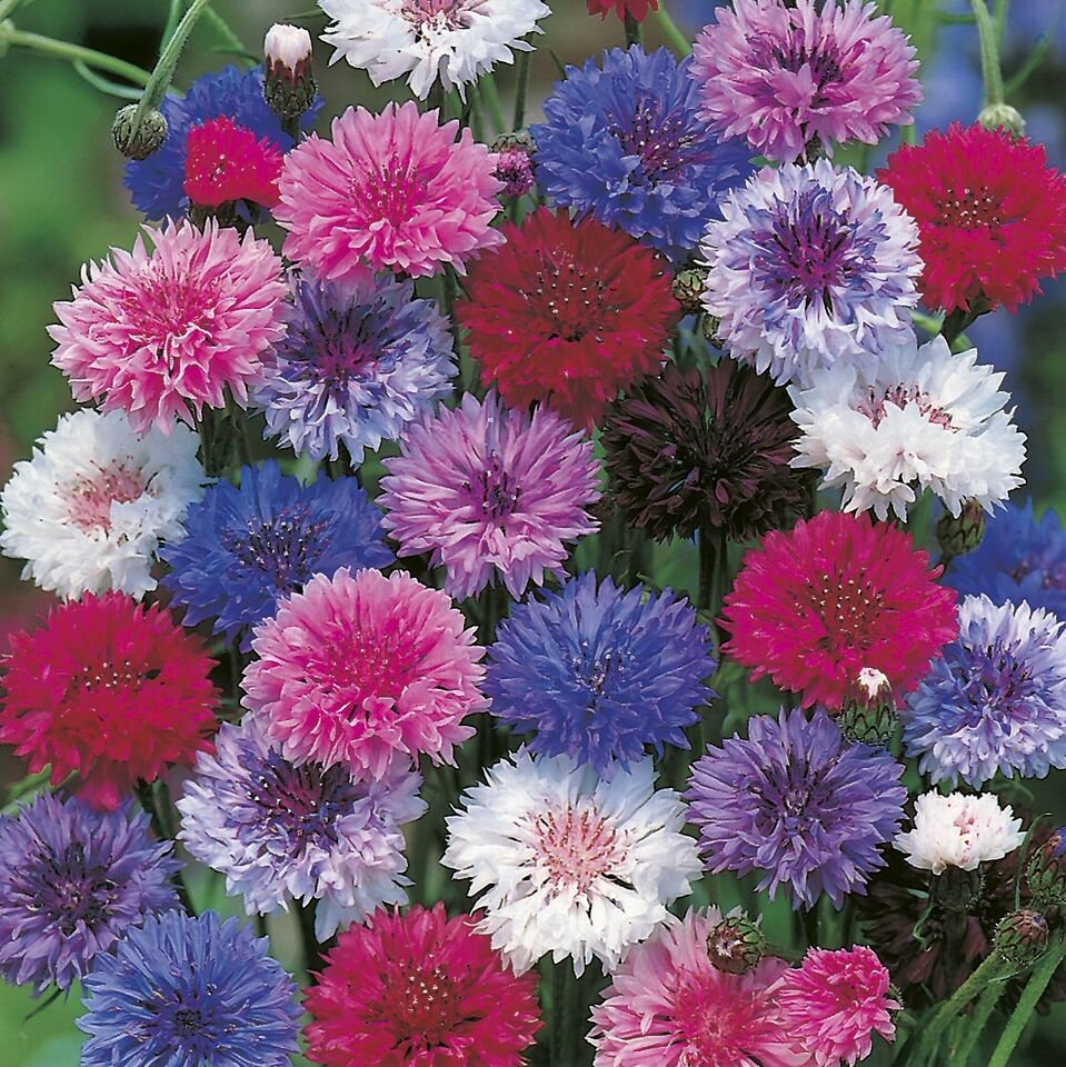Cornflower Dwarf Polka Dot Mix (Centaurea)	80 seeds  #LVGG