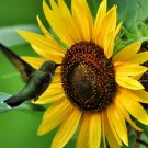 Sunflower Sunbird	20 seeds #LVGG