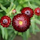Everlasting Daisy / Paper Daisy / Strawflower Scarlet	120 seeds #LVGG